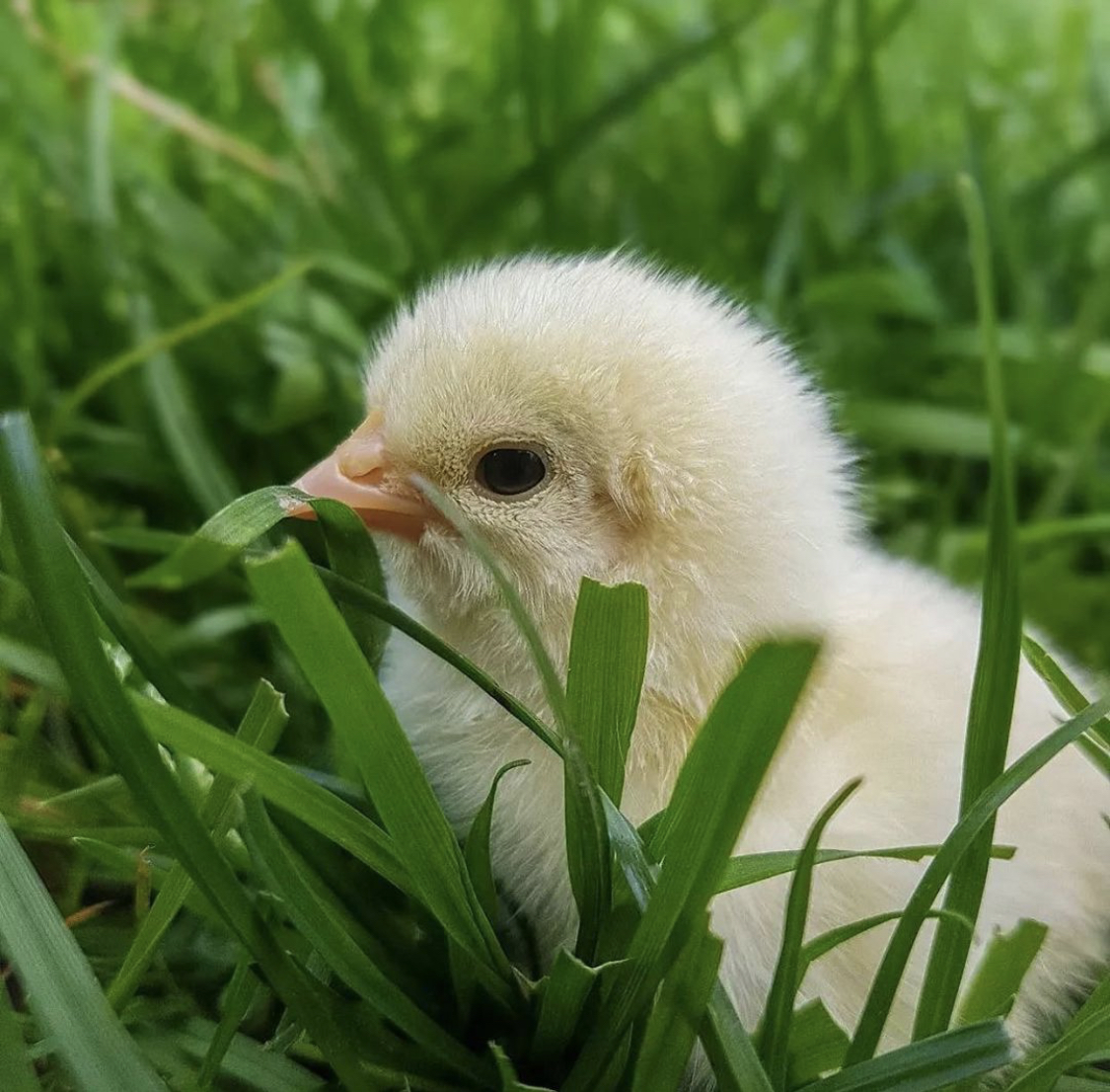 Chick standing in farm grass